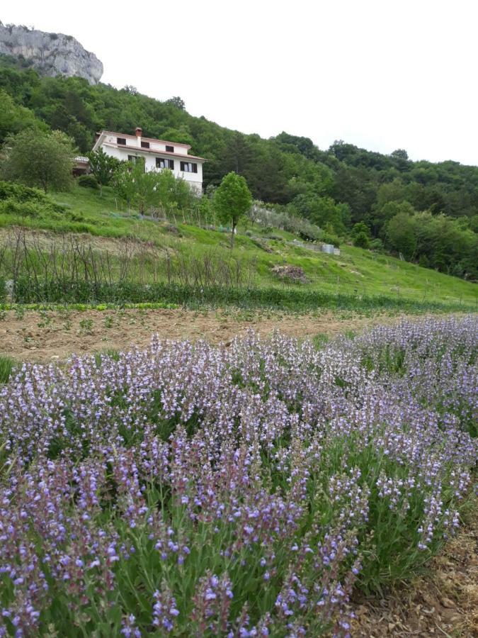 Apartment Finderli Buzet Esterno foto
